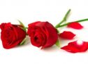 Send Romantic Flowers To Singapore Easily Through Online Flower Delivery Option