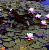Water garden plants that control algae and keep ponds balanced