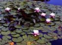 Water garden plants that control algae and keep ponds balanced