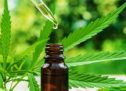 What is CBD tincture used for? Common uses