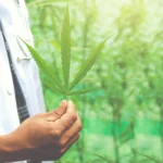 Know all about The legal Hemp store