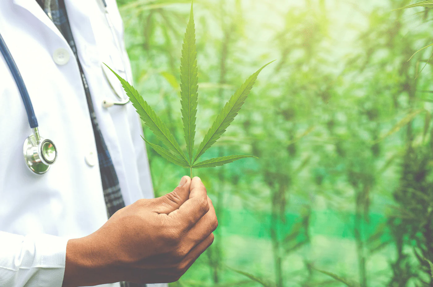 Know all about The legal Hemp store